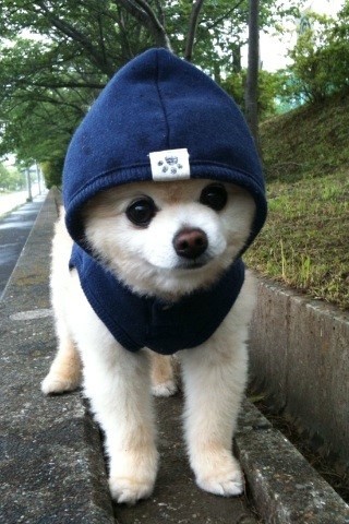 尼龍魔術(shù)貼 尼龍魔術(shù)貼